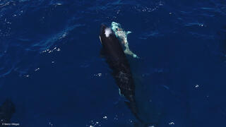 כריש עמלץ לבן שנפצע כתוצאה מתקיפות אורקות במפרץ קליפורניה