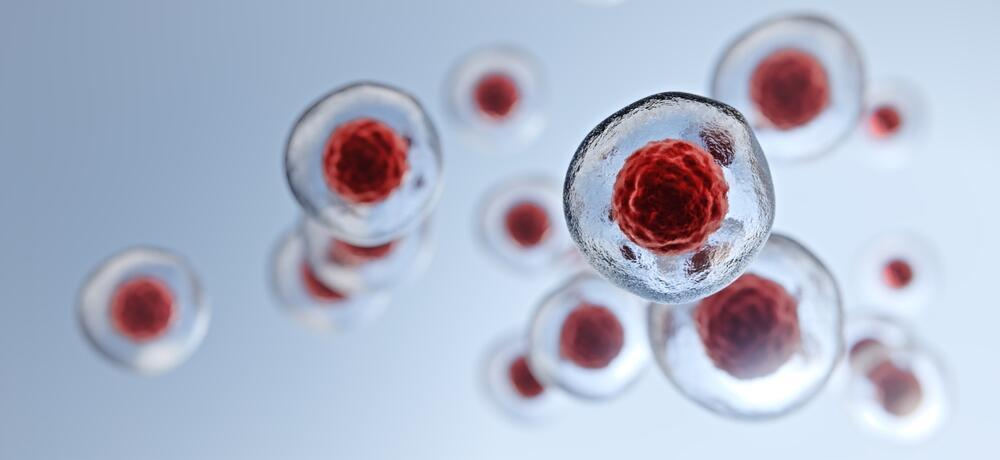 Stem cells (Illustration: Shutterstock) תאי גזע