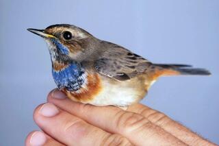 כחול החזה. כבר ביקר כאן ב-2020