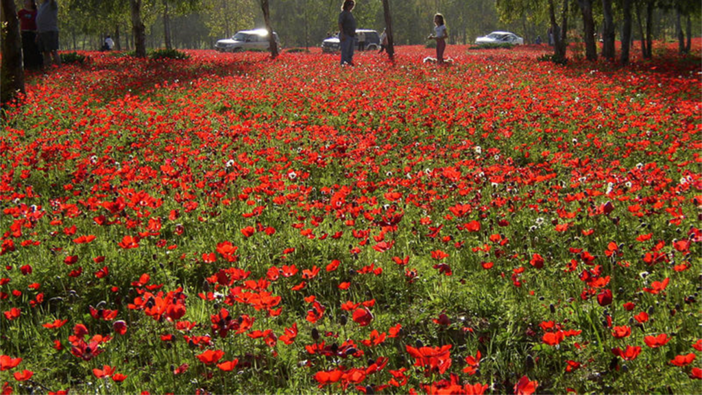 Лес Рухама - Северный Негев. Цветение анемонов в феврале-марте: фестиваль цветения "Пурпурный Юг" Лес Рухама - северный Негев. Цветение анемонов в феврале-марте: фестиваль цветения "Пурпурный Юг"