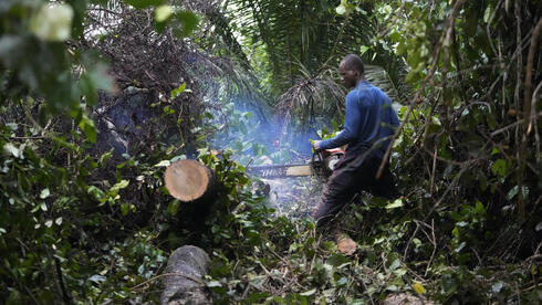 כריתת עצים בניגריה
