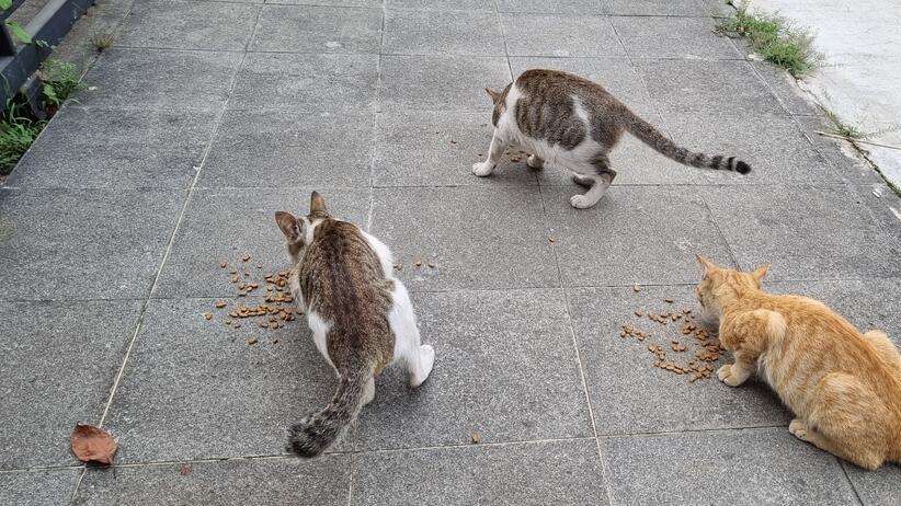 Фото: shutterstock