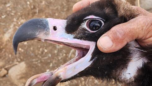 טיבוע העוזנייה השחורה