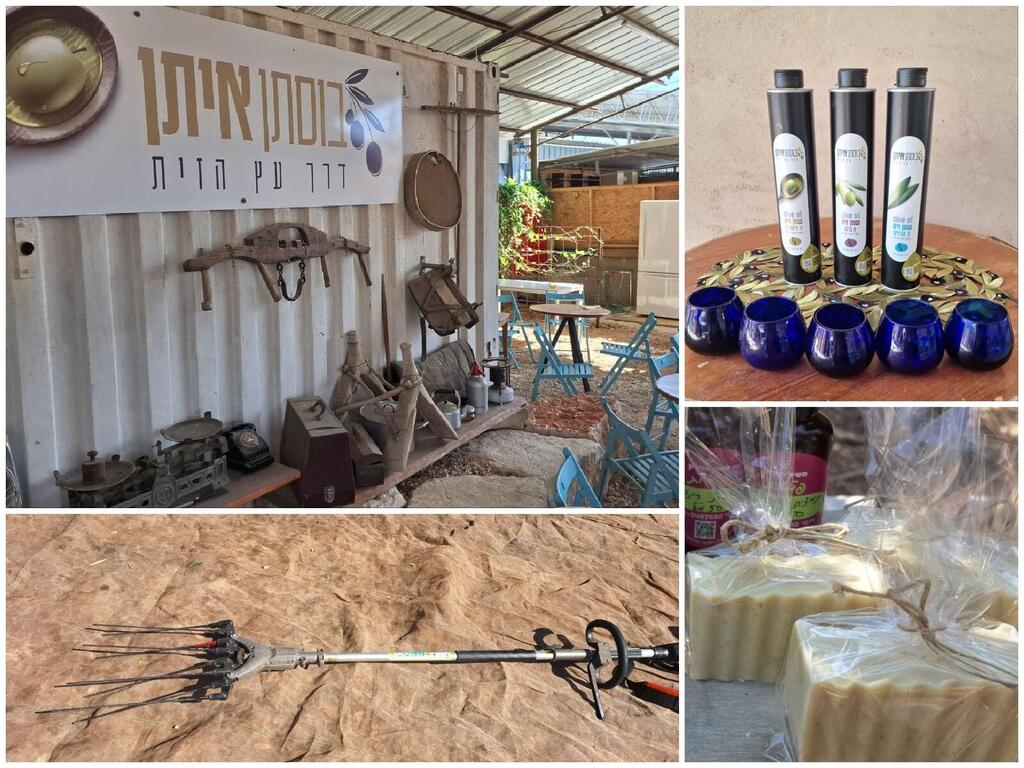 В семейном кафе хозяйства "Бустан-Эйтан", приспособление для сбора маслин, оливковое масло и косметика из оливкового масла (Фото: Анастасия Тадсон) В семейном кафе хозяйства "Бустан-Эйтан", приспособление для сбора маслин, оливковое мало и косметика из оливкового масла