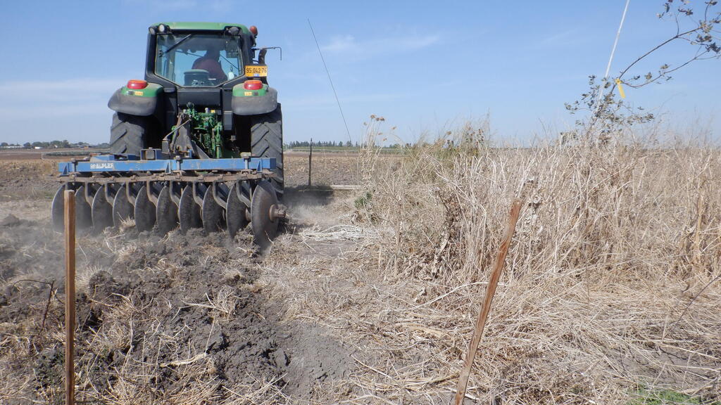 רצועת חיץ משוקמת לעומת רצועה מעובדת