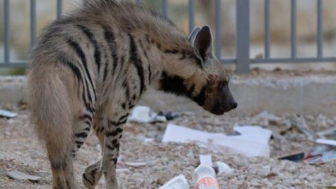 הצבועה ליד ערימת פסולת ביישוב
