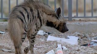 הצבועה ליד ערימת פסולת ביישוב
