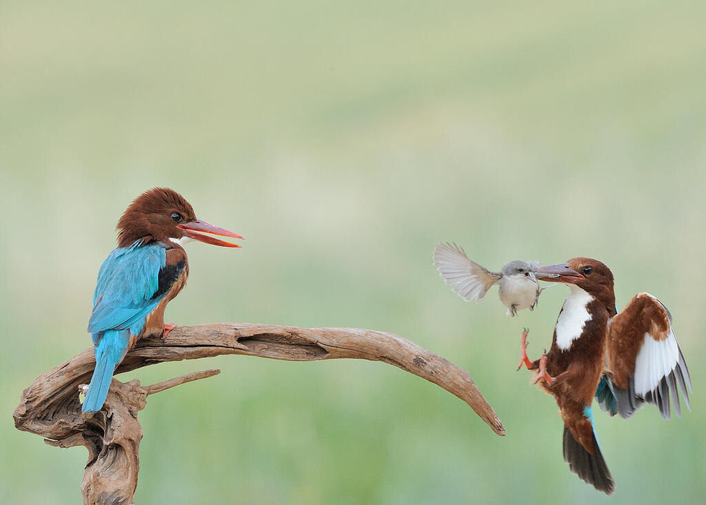 זוג שלדגים לבני חזה. טורפים גם ציפורים