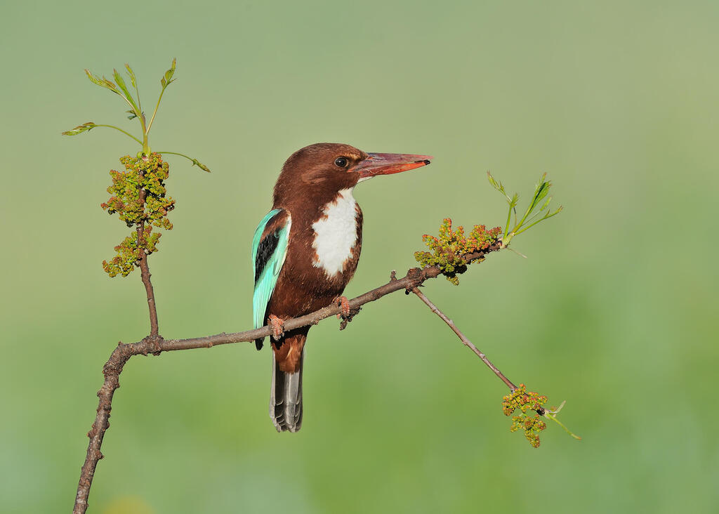 שלדג לבן חזה