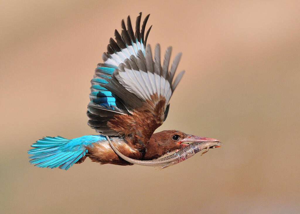 שלדג לבן חזה עם טרף