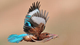 שלדג לבן חזה עם טרף