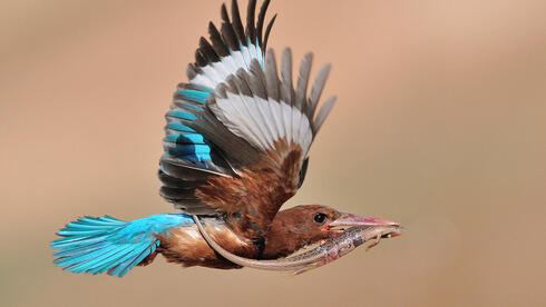 שלדג לבן חזה עם טרף