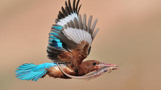 שלדג לבן חזה עם טרף