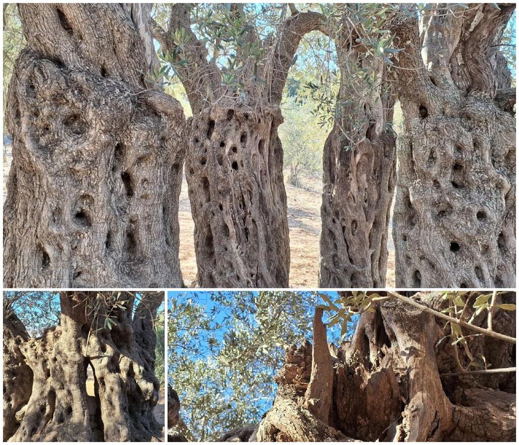 Оливковые деревья возрастом около 3000 лет в поселке Дейр-Ханна (Фото: Анастасия Тадсон) Оливковые деревья возрастом около 3000 лет в поселке Дейр-Ханна