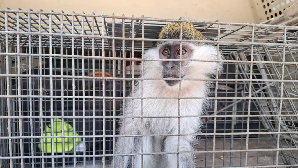 Пойманная обезьянка (Фото: Управление природы и парков) הקופה לאחר שנלכדה