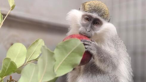 הקופה ניזונה מפירות