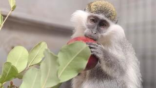 הקופה ניזונה מפירות