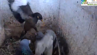 מיינה מצויה תוקפת יונה