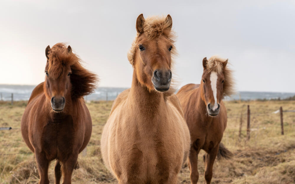 סוסים איסלנדיים