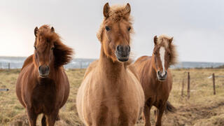 סוסים איסלנדיים