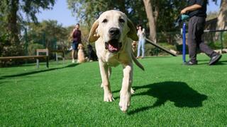 גינת כלבי הנחייה שנחנכה באוניברסיטת בן-גוריון