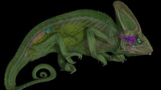 עצבים אופטיים מפותלים שהתגלו בזיקיות, תכונה שלא ידועה באף לטאה אחרת ונדירה בקרב כל בעלי החיים