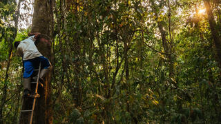 מדידת עצים באמזונס הברזילאי