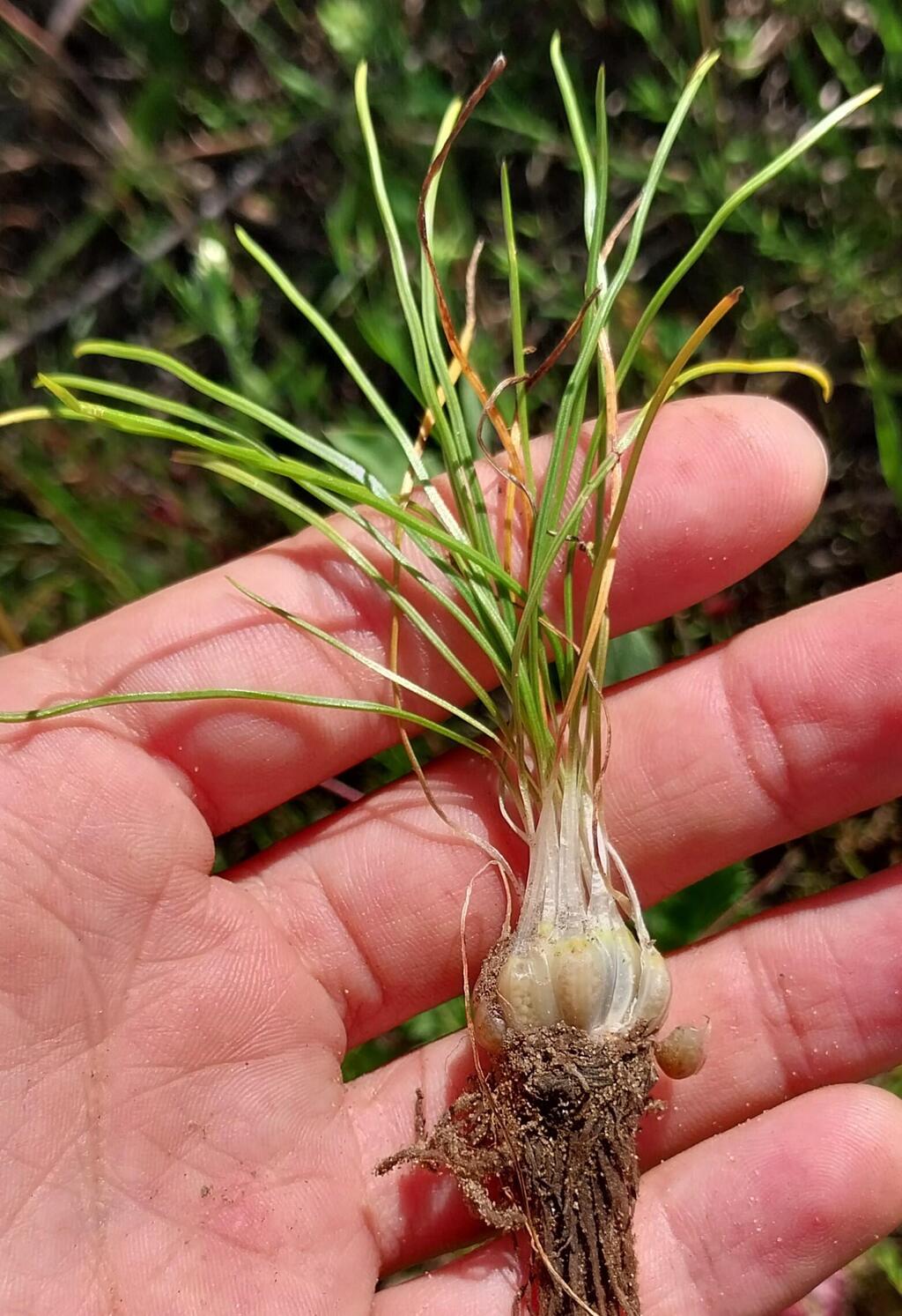 Вот так выглядит это растение (Фото: Бар Бен-Натан) קולמוסן מרושת. המנבגים מרוכזים במבנה דמוי בצל מתחת לקרקע (הצמח שנאסף לתיעוד בעשבייה הלאומית)