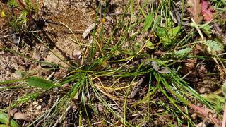 קולמוסן מרושת. רק העלים בולטים מעל פני הקרקע