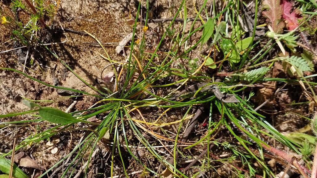 Новое растение еще не имеет названия на иврите (Фото: Дор Бен-Натан) קולמוסן מרושת. רק העלים בולטים מעל פני הקרקע