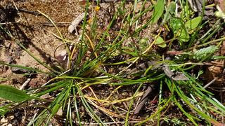 קולמוסן מרושת. רק העלים בולטים מעל פני הקרקע