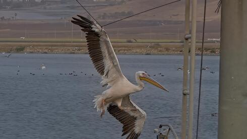 השקננאי נלכד בחבל