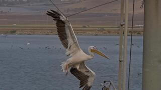 השקננאי נלכד בחבל
