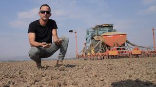 אלון שושני בשדה החיטה