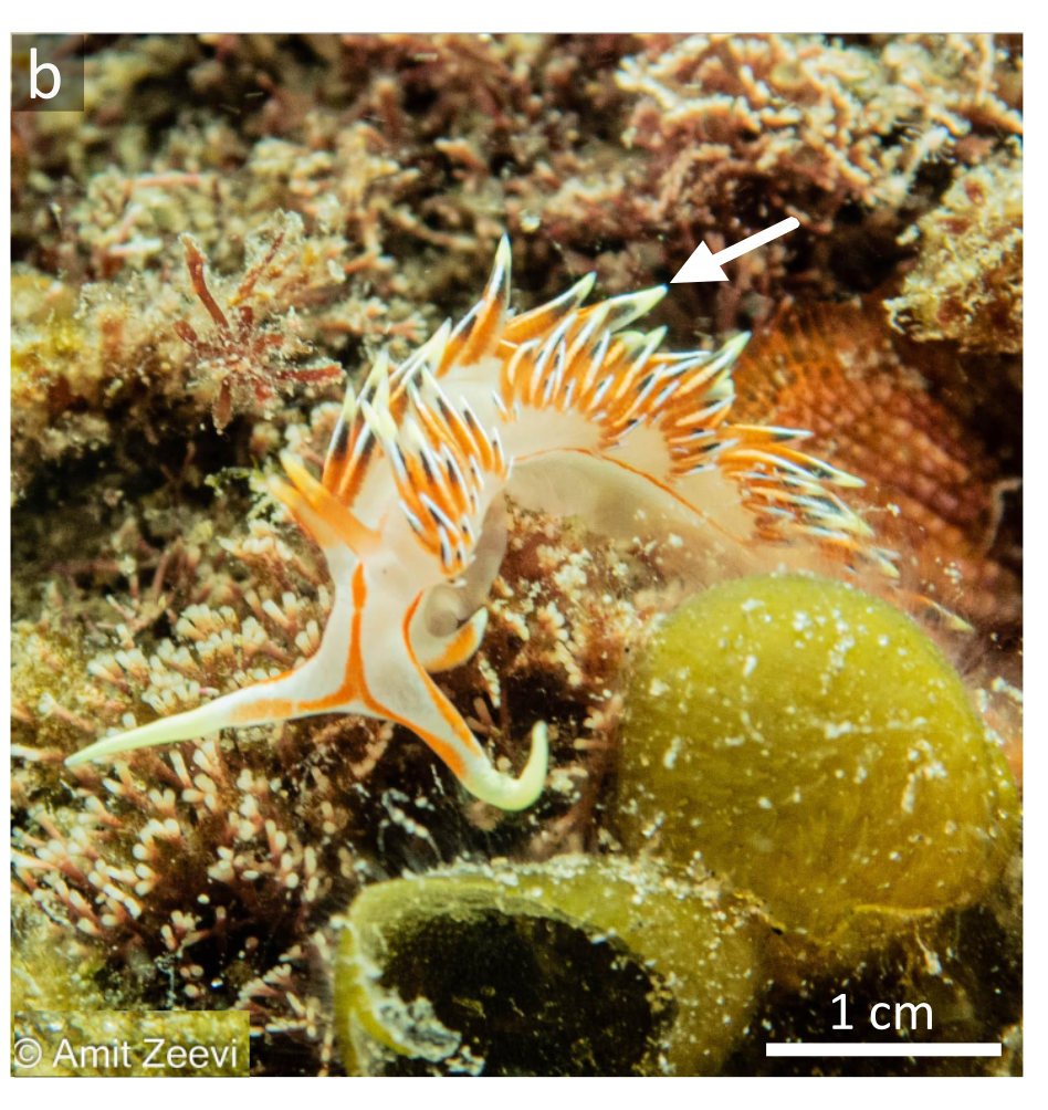 החשופית Caloria militaris 