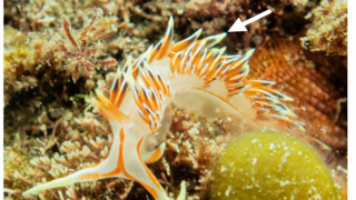 החשופית Caloria militaris 