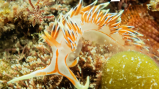 החשופית Caloria militaris 