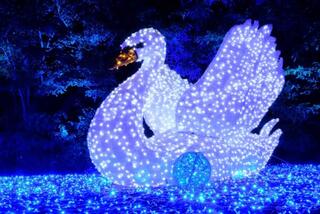 פסטיבל האור הבינלאומי LUMAGICA  מגיע לגן הטרופי בגני יהושע  בתל אביב