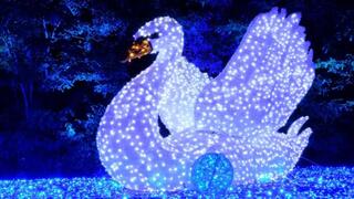 פסטיבל האור הבינלאומי LUMAGICA  מגיע לגן הטרופי בגני יהושע  בתל אביב