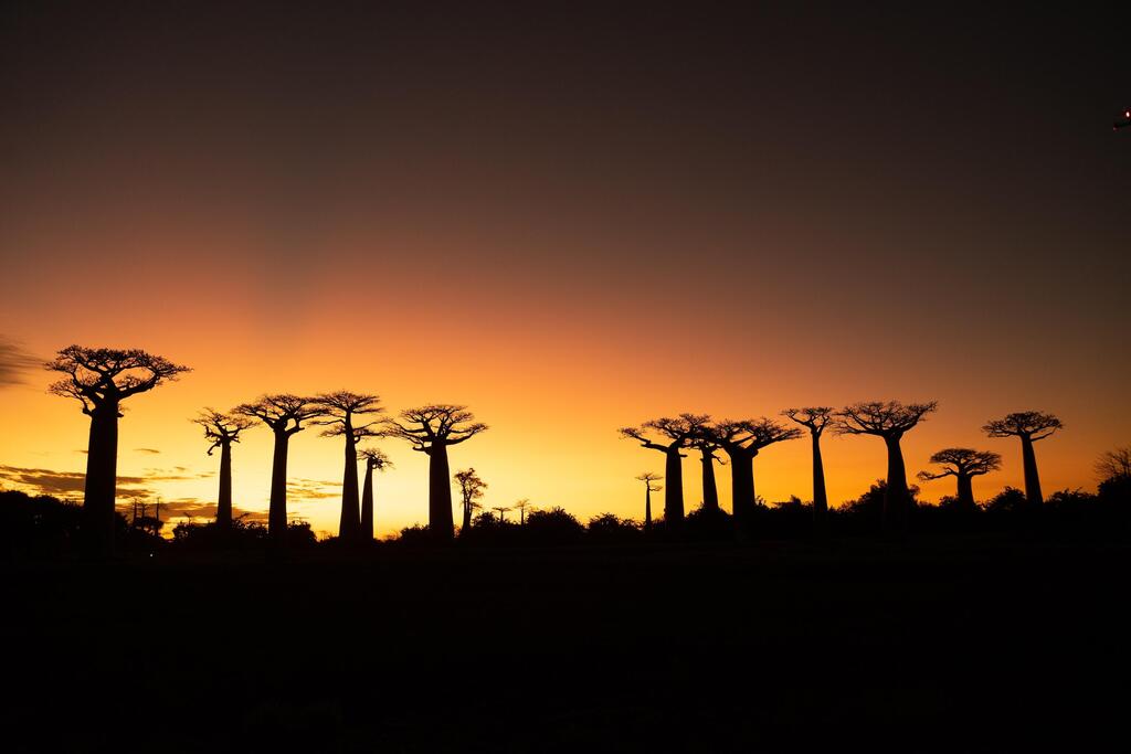 שדרת הבאובב במדגסקר