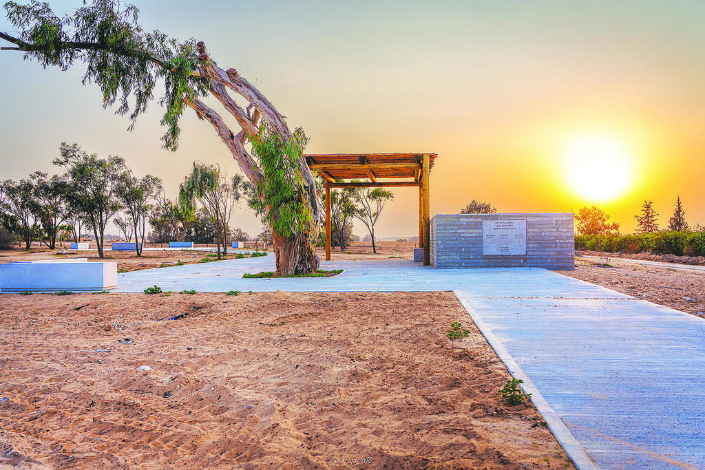 Photo: Talia Ben Harush האיקליפטוס בכניסה למתחם ההנצחה