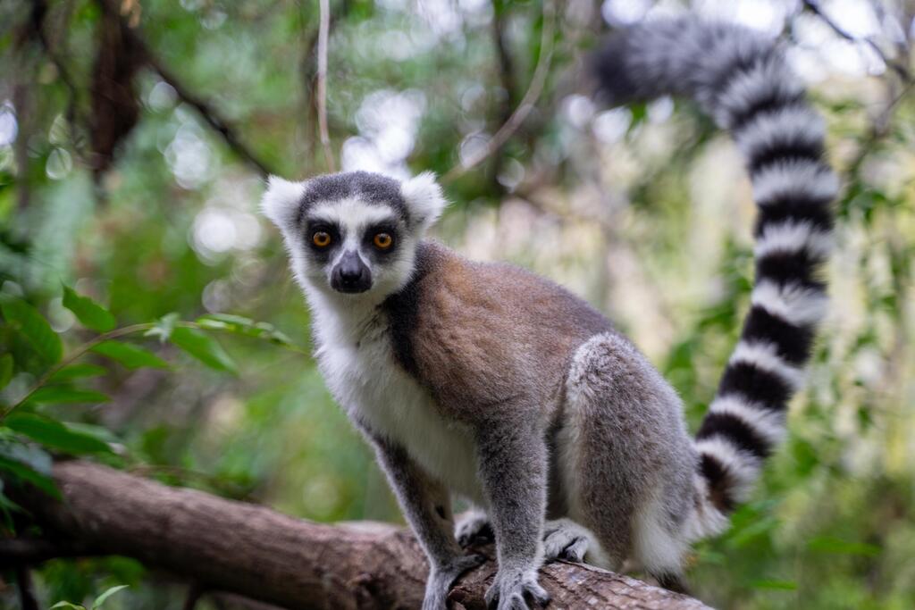 למור חמוד במדגסקר
