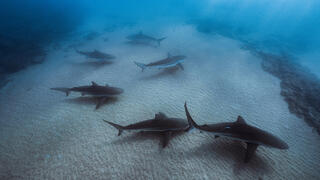 נקבות כריש עפרורי