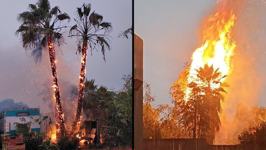 The palm trees that caught fire in Binyamina (Photo: Per Section 27a of the Copyright Law) הדקלים שעלו באש בבנימינה