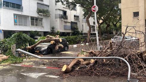 עץ קרס על רכב בצפון תל אביב, ברחוב רחל 