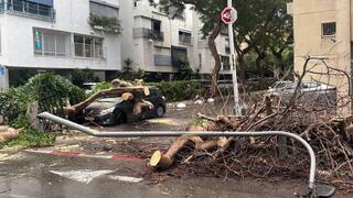 עץ קרס על רכב בצפון תל אביב, ברחוב רחל 