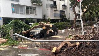 עץ קרס על רכב בצפון תל אביב, ברחוב רחל 