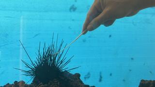 בדיקה כמו בקורונה לקיפוד ים