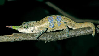 זכר של מין הזיקית החדש Calumma Pinocchio, לו יש אף ארוך וחלק