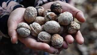אגוזי המלך המשחירים בקירגיסטן, כתוצאה מעליית הטמפרטוקות הקיצונית במרכז אסיה